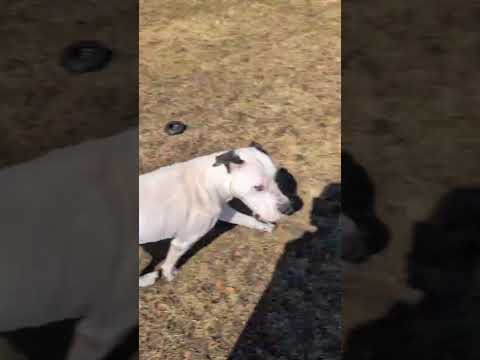 Meet Kaz A Argentine Dogo Currently Available For Adoption 3 27 2026 3 24 00 PM