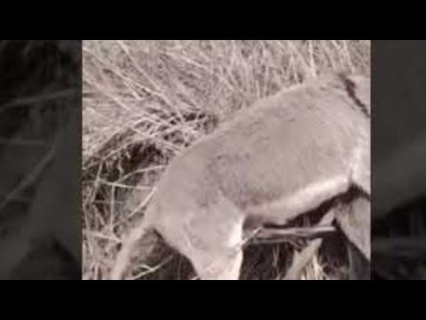 August 13 2022 Animals Dogs World Donkey August 13 2022 Animals Dogs World Donkey