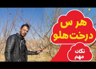 راز درختان هلو پربار اینجاست هرس اصولی در چند دقیقه