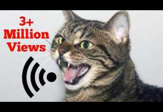 Mother Cat Calling For Her Kittens Mom Cat Sounds Mummy Cat Voice Mama Cats Meowing Videos