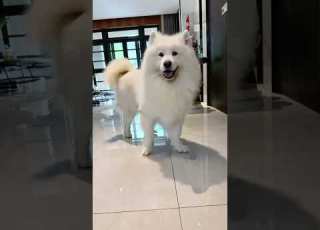  Samoyed S Daily Sharing Cute Pet Debut Plan