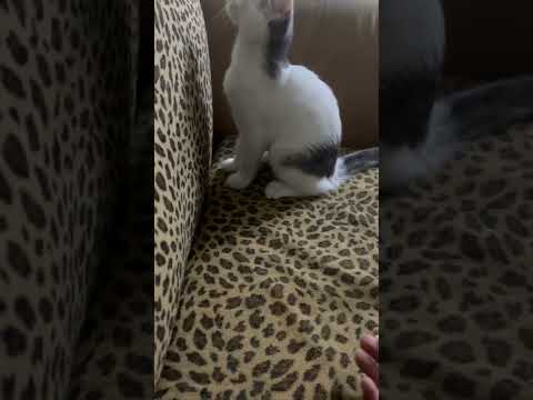 انغام اهي جت