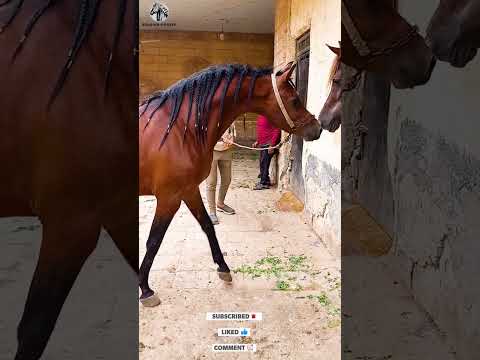 الحصان العربي جميل