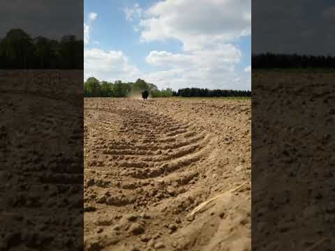 الكلب القوقازي الضخم