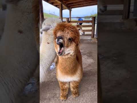 Lama Yawning Lama Funny