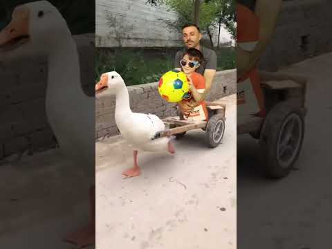 البطه البطه الكيوت Duck Duck