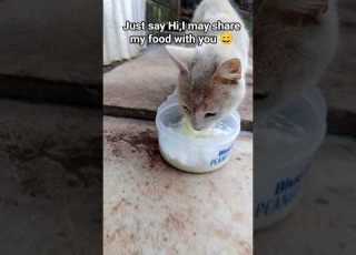 If It Please You Follow Me Cat Pet Kitten Catshorts
