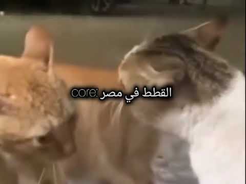 اي ياصاوي هموت