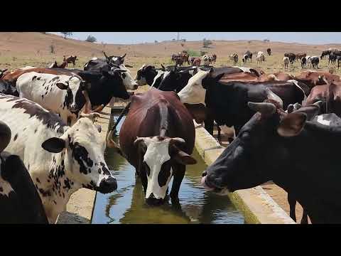 ابقار في ريف ظفار Cows In The Dhofar Countryside