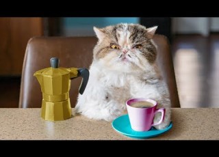 Catfinated When Cats Drink Coffee