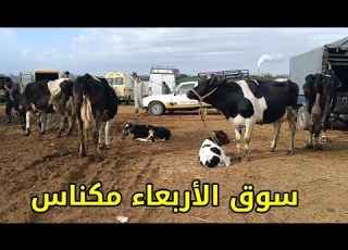 سوق الأربعاء مكناس 18 3 2026 أثمنة العجلة الابية وديال التسمين والعجل والبقرات فرجة ممتعة
