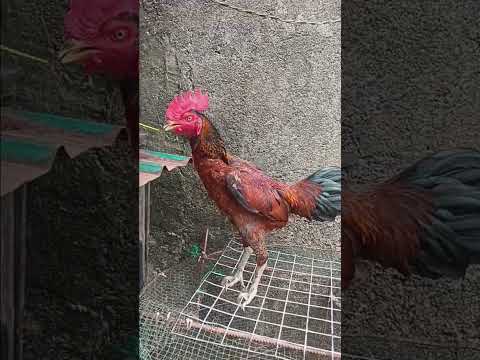 Ayam Pama Wilah Ayampama Ayampamaiq Ayamjago Breeding Hiburan Kontenkreator Shorts Fyp