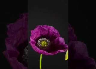  Flower Magic Spring Blooming With The Sounds Of Birds 4