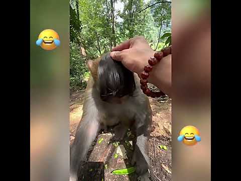 The Funniest Compilation Of 2026 I Couldn T Stop Laughing Funny Doddlersoftiktok Funnyvideos