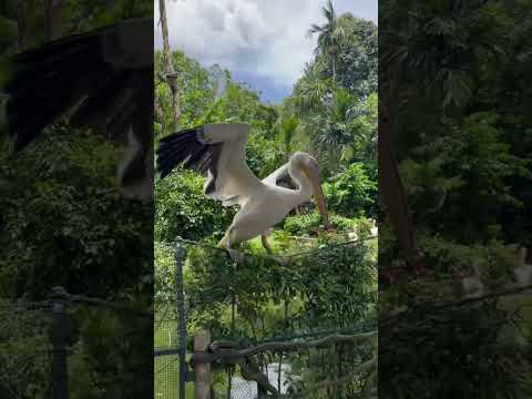 Glimpse From Singapore Zoo