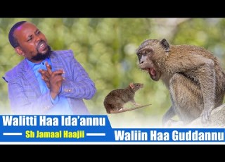  Walitti Haa Ida Annu Waliin Haa Guddannu