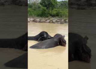  Iplock Is Really Enjoyed The Feeling Of Floating In The Water Elephant Kef Chimean