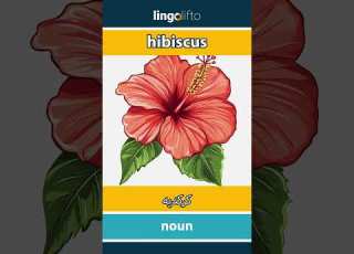 Hibiscus كركديه Learn English دعنا نتعلم الإنجليزية