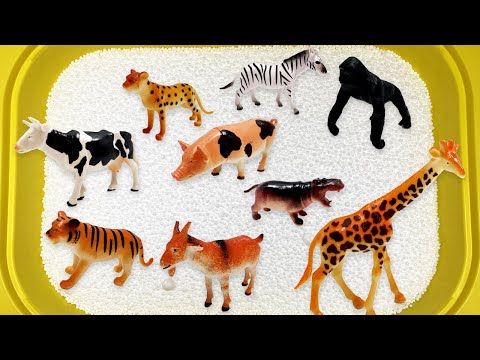 Μαθαίνουμε τα Ζώα της Φάρμας και της Ζούγκλας Εκπαιδευτικό κανάλι Koukoutsa Play Tv