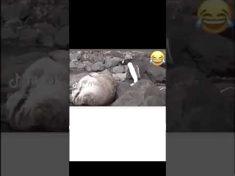 The Penguin Jumped On The Seal And She Screamed Loudly البطريق قفز على الفقمه فصرخت بقوى