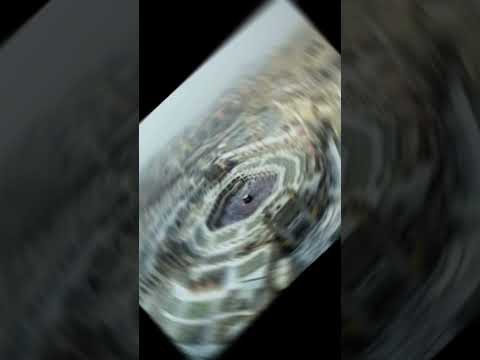 Lord You Are My Help Pls Sub Drs Shortsfeeds Traditionalmedia