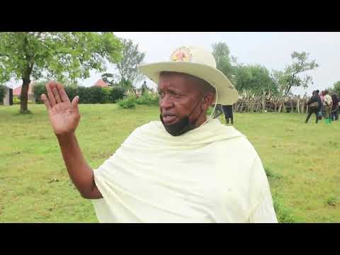 ANKOLE CATTLE OF BAHIIMA TUTSI WESTERN UGANDA