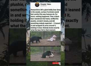 A Trail Camera Captured A Black Bear Hugging A Giant Teddy Bear Left In The Woods