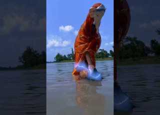 Jay Ganesha Deva Ganpati Bappa Morya Ganesh Ganpati Song Ganpati Visarjan Shorts Umeshwf