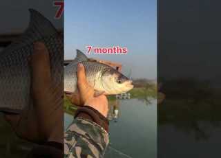 Catla Fish Having Fast Growth Fishing Fishing Fishing Aquaculture Aquaculture
