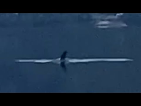 Loch Ness Monster Video Best Proof So Far August 2025