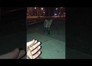  Man Has Surprising Encounter With A Red Fox ViralHog