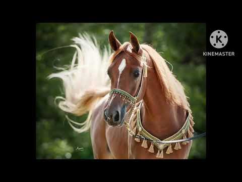 عينك عين الريم الشارد في وديان القبلى