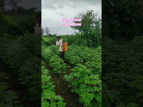 Farmer Life Farmer Farming Sheti Shetkari Ajayatul Ytshorts Music Marathisong Cotton