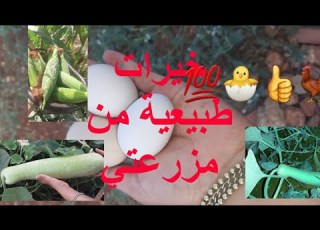 جولة في مزرعتي الصغيرة بعد عيد الاضحى