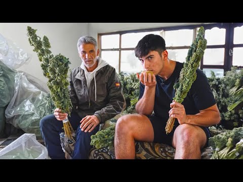 الحياة المظلمة لتجار الحـشيـ ـش قصة لم ترو