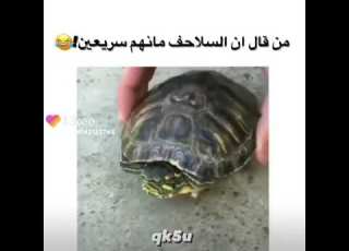 اسرع سلحفاة مضحك