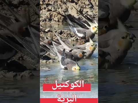 كناري طيور اكسبلور كوكتيل اليف الكوكتيل في البرية