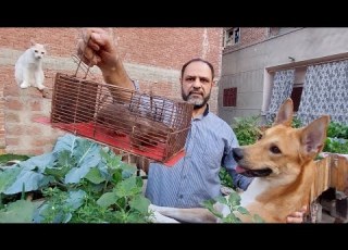 طريقه صيد العرسه بالتفاصيل بعد خسائر كبيرة في حيوانات المنزل باستخدام مصيده يدويه