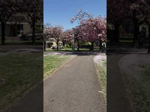 جولة في مدينة كامبن الساحرة بمعية اغنية الحب و البن جولة في مدينة كامبن الساحرة بمعية اغنية الحب و البن