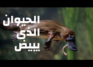  حيوان بلا معدة منقار البط الحيوان الذي يبيض ولا يلد خلد الماء