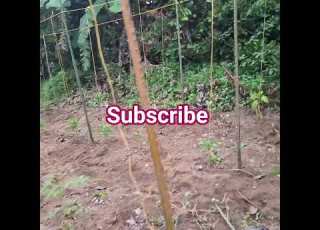  Creativity And Designing Your Farming Plots