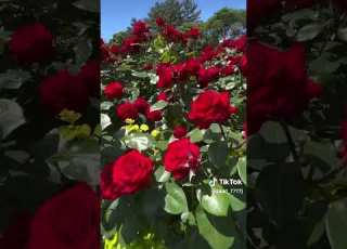  عطر الورد ما ينباع