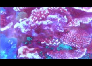 Vangelis Fields Of Coral Fan Created Video