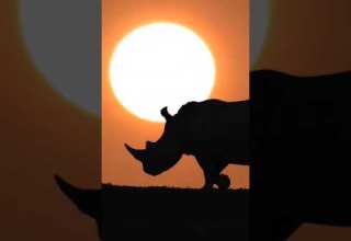 Stromae Papaoutai Afro Soul Version