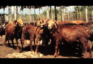 ZIFAHAMU FAIDA ZA MAFUTA YA KONDOO