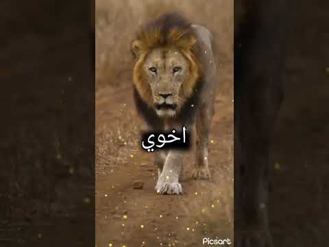 اخوي فدوه لسمك لايك ستوريات Explore Love Car Edit Poetry Song Ex اخوي فدوه لسمك لايك ستوريات Explore Love Car Edit Poetry Song Ex
