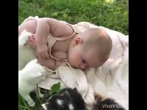 طفل يلعب مع القطط مع اغنية فيروز