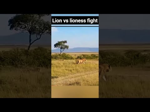 قتال الأسد مقابل لبؤة أسد أسود حيوان2022 Animalafrica