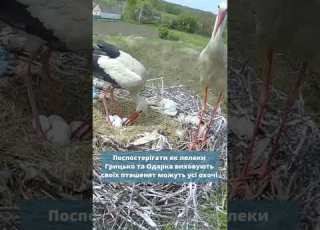  Життя Грицька та Одарки перший в Україні стрім за гніздом лелек Полтавщина Україна лелеки