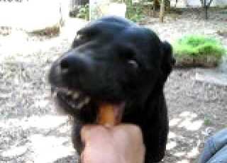  Dog Eats Bone
